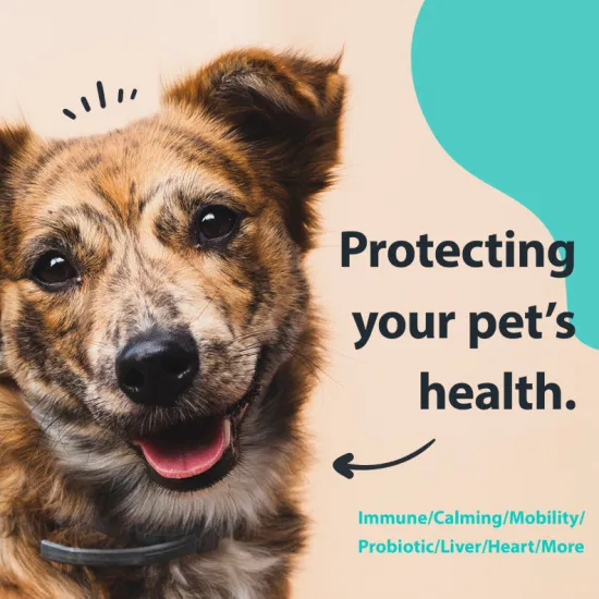 Unterstützt die Verdauung, Immunität und Gesundheit, saisonale Allergien, verdauungsfördernde probiotische weiche Kausnacks für Hunde
